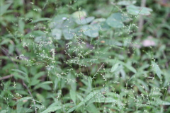 Oplismenus compositus